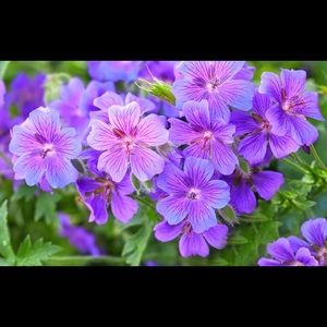 Meet your Posher, Lorena